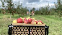 Image for story: Virginia orchard with 'too many apples' helps feed in-need families reeling from pandemic